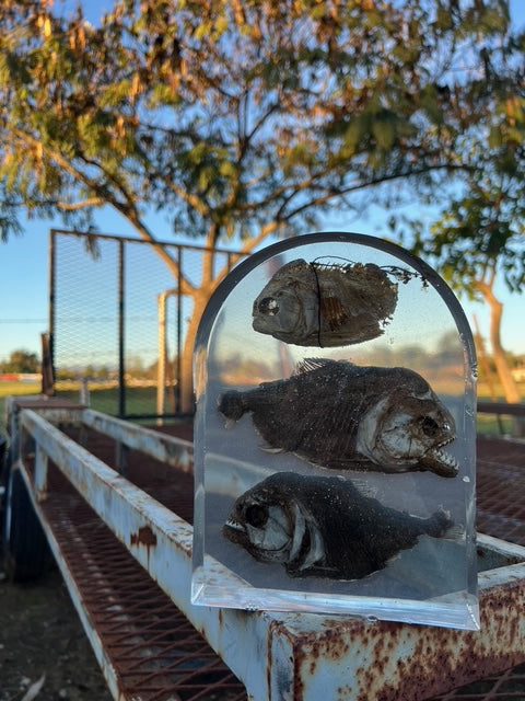 Three Preserved Piranha Piece