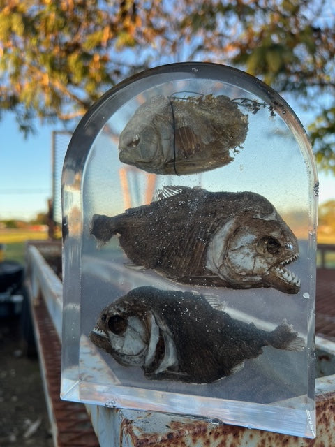 Three Preserved Piranha Piece