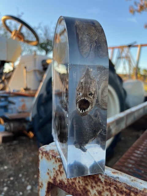 Three Preserved Piranha Piece