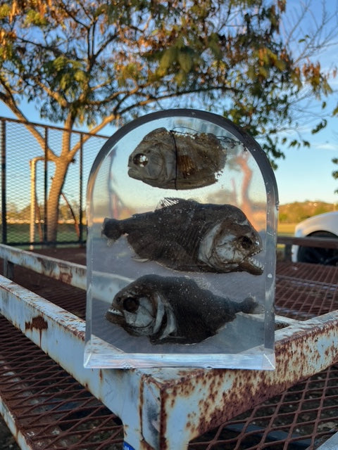 Three Preserved Piranha Piece