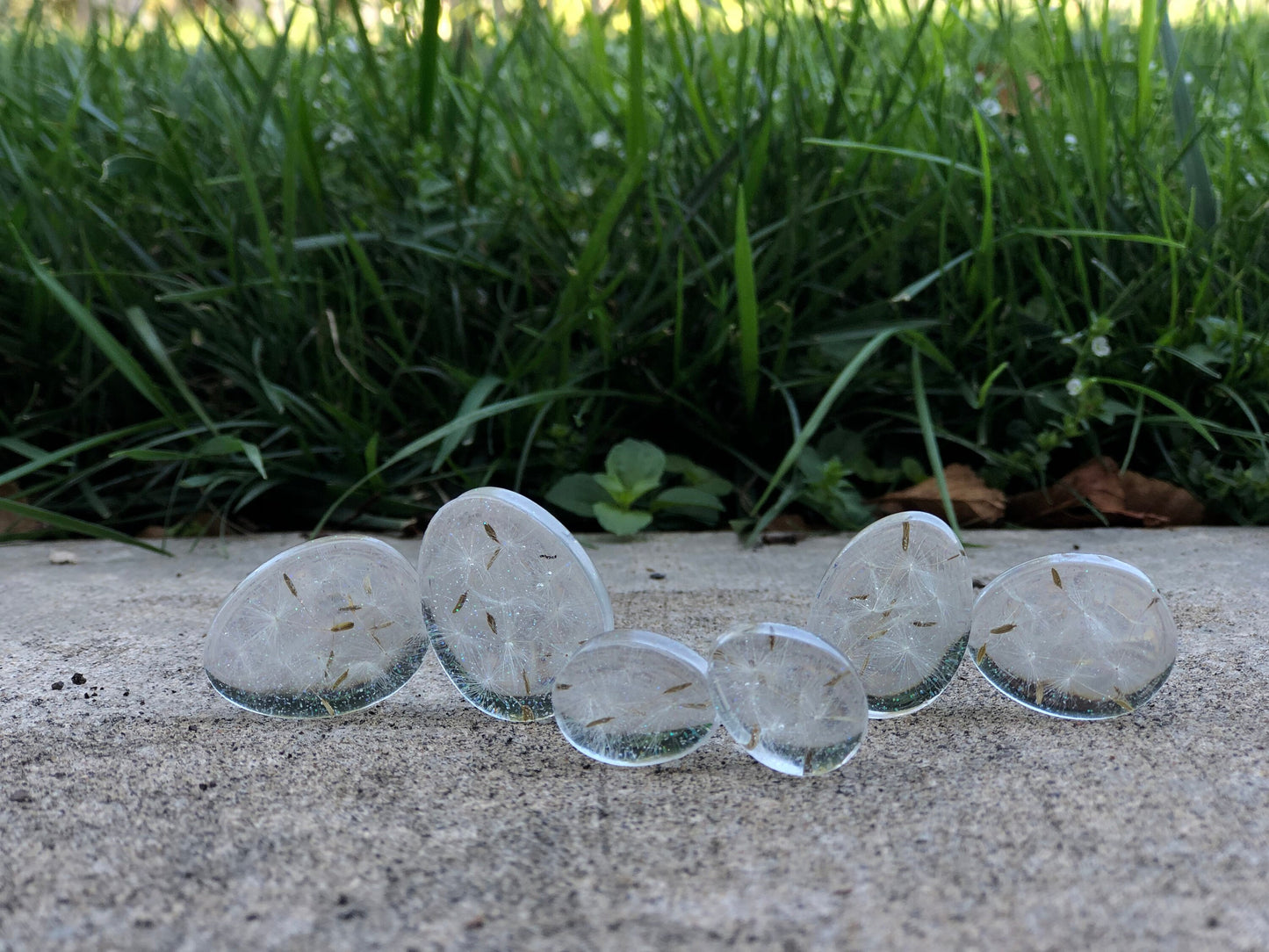 Botanical Plugs Cute Real Dandelion Resin Gauges