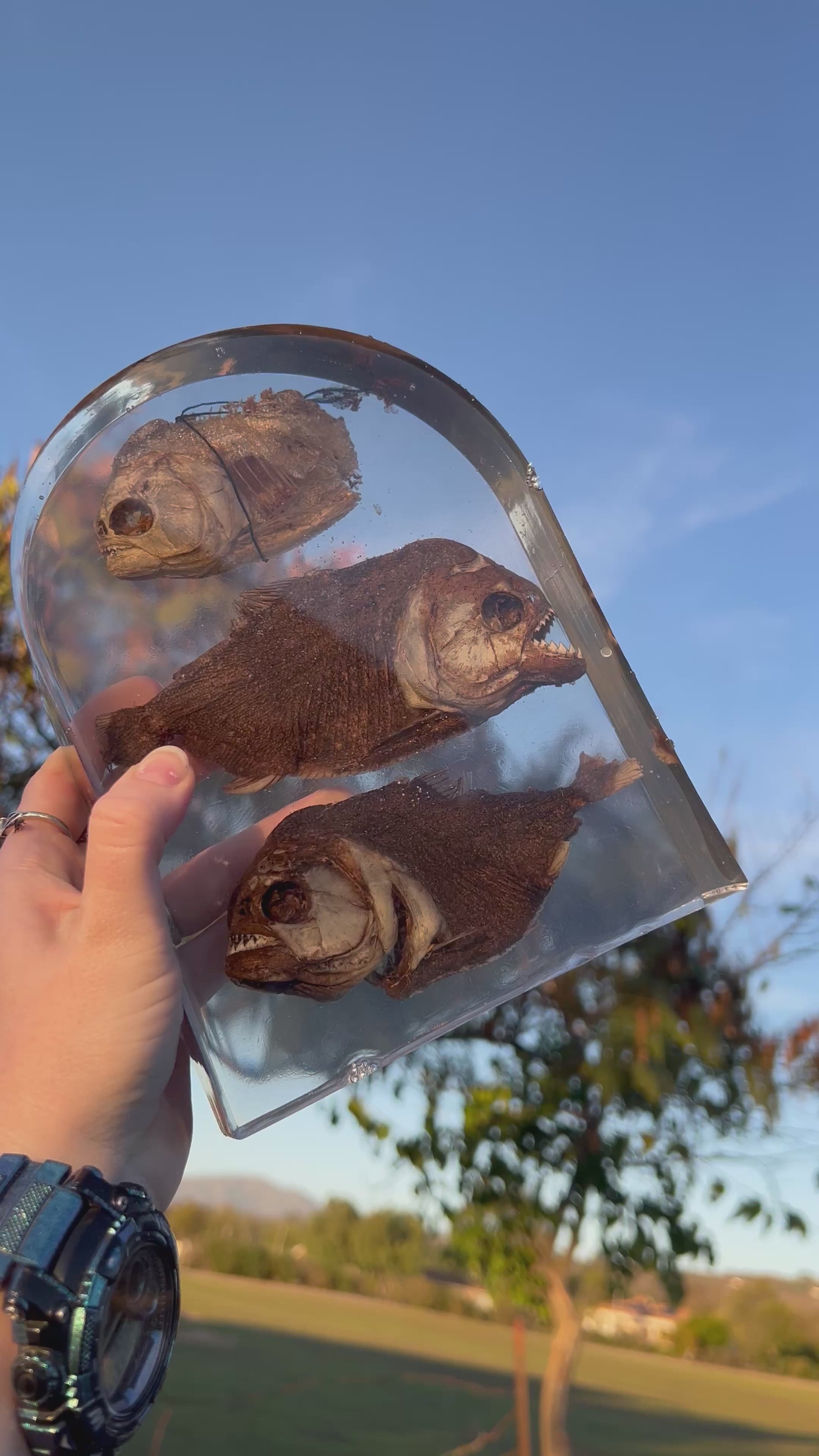 Three Preserved Piranha Piece